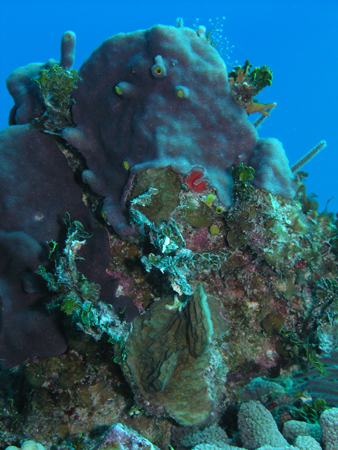Brac_2004 (49)