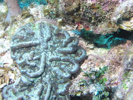 Brac_2004 (53)