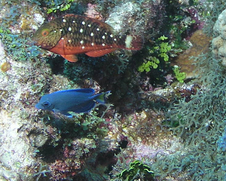 Brac_2004 (59)
