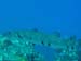 Brac_2004 (19)