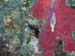 Brac_2004 (56)