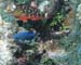 Brac_2004 (59)