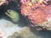 Brac_2004 (62)