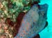 Brac_2004 (63)